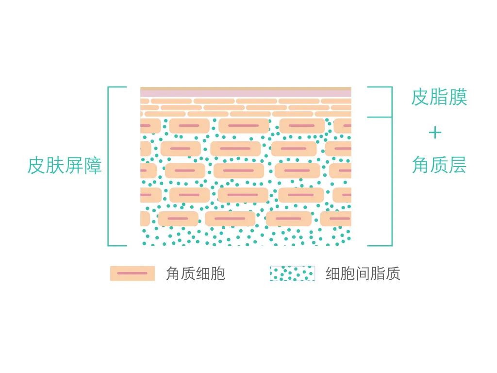 如何減少對皮膚屏障的傷害.jpg